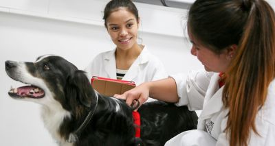 New masters degree launched on animal welfare and legal system